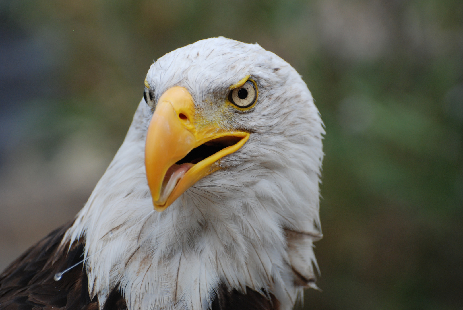 Haliaeetus leucocephalus