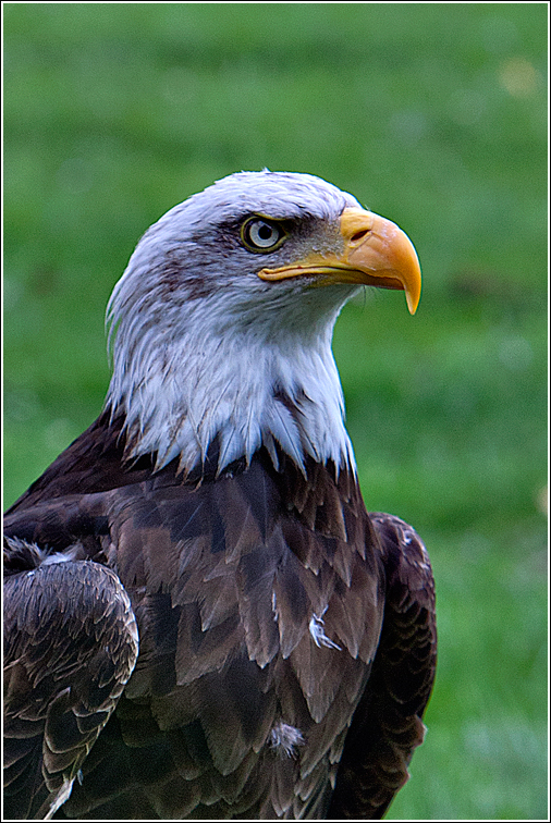 Haliaeetus leucocephalus