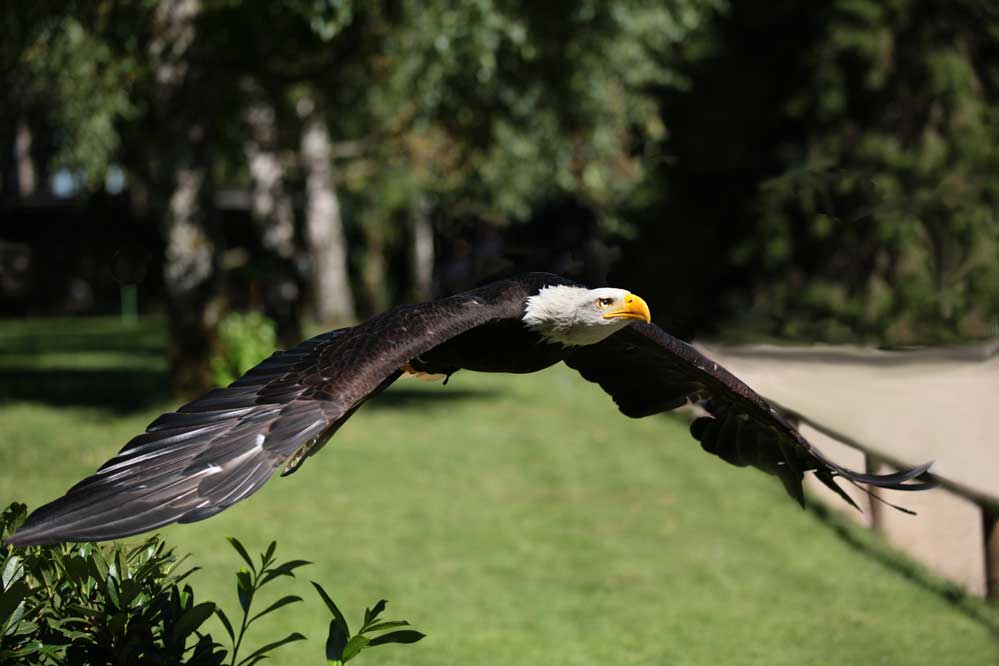 Haliaeetus leucocephalus