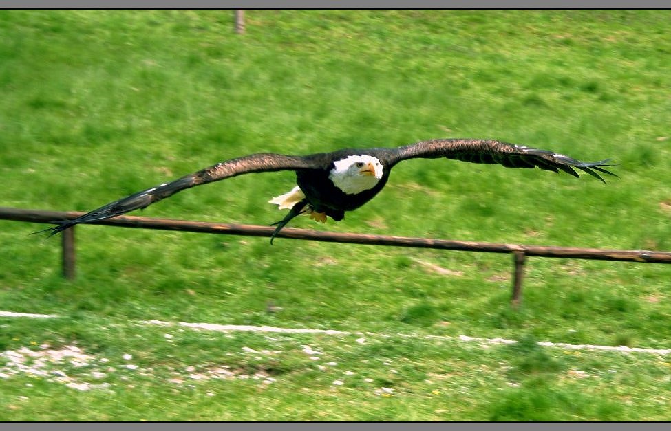 Haliaeetus leucocephalus