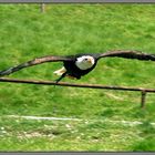 Haliaeetus leucocephalus