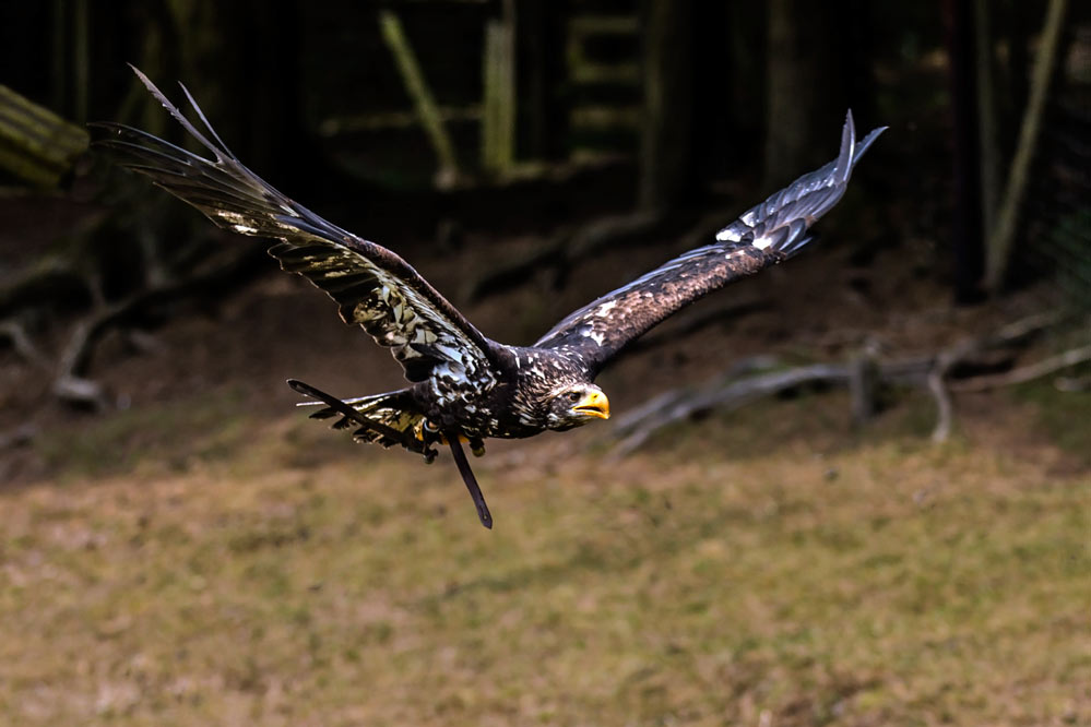 Haliaeetus leucocephalus