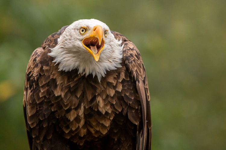 Haliaeetus leucocephalus