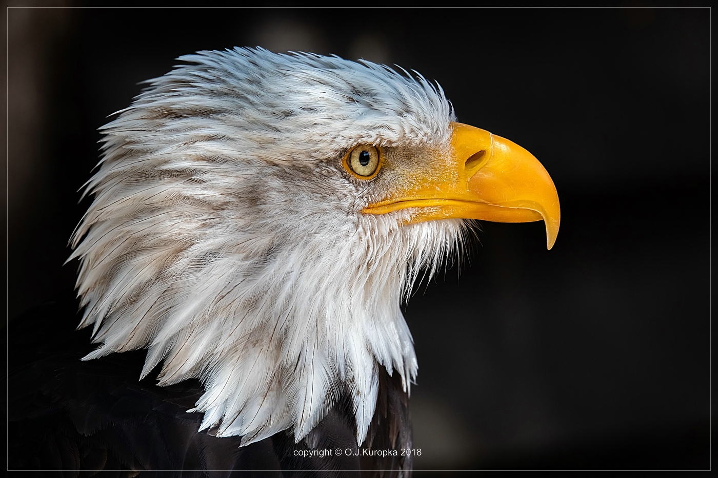 ~Haliaeetus leucocephalus~