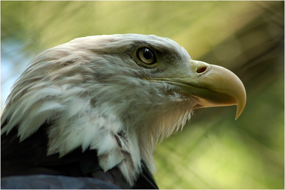 Haliaeetus leucocephalus