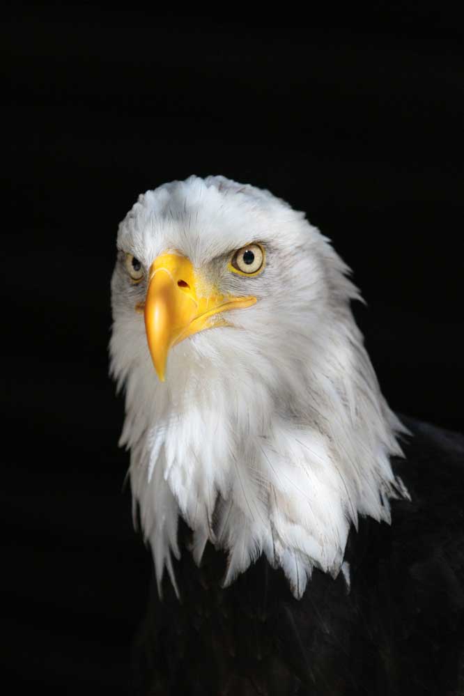 Haliaeetus leucocephalus - ein schattiges Plätzchen