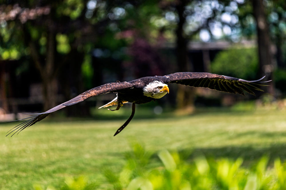 Haliaeetus leucocephalus