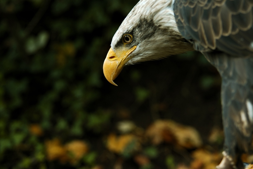 haliaeetus leucocephalus III