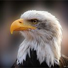 Haliaeetus leucocephalus   oder   Weißkopfseeadler .........