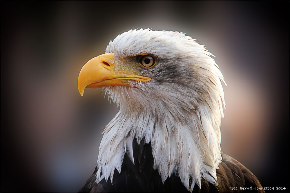 Haliaeetus leucocephalus   oder   Weißkopfseeadler .........