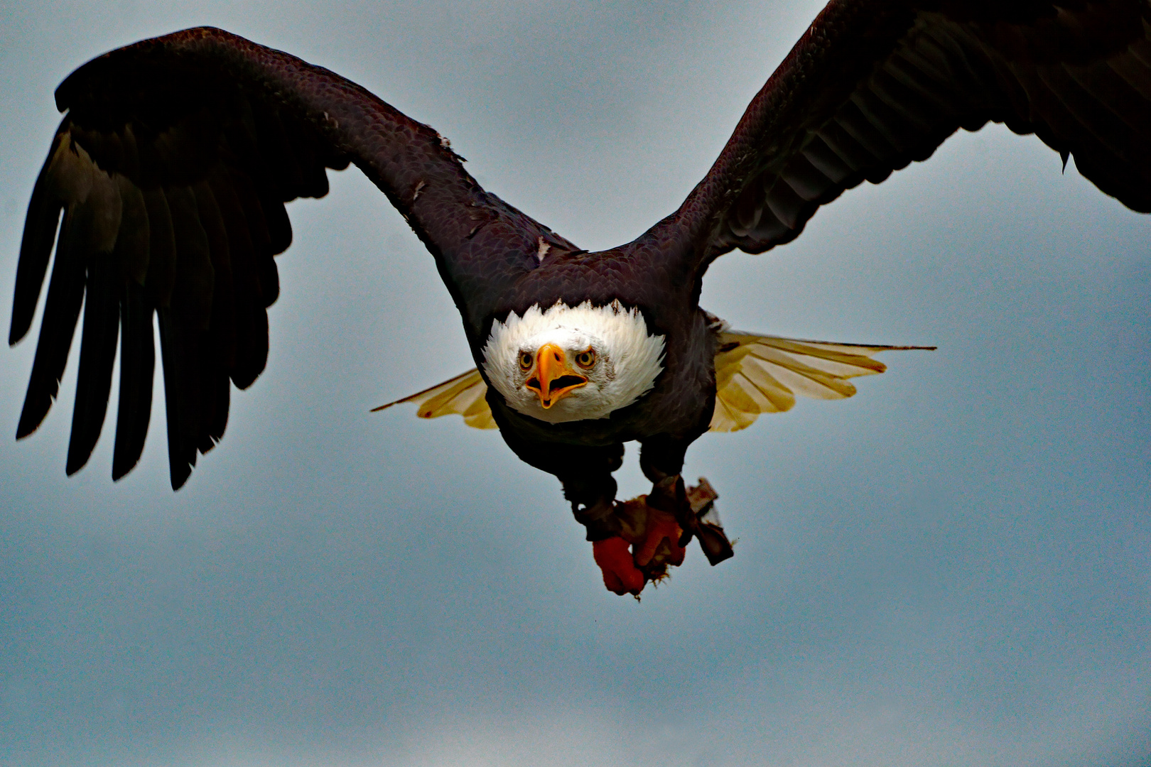 Haliaeetus leucocephalus - Weißkopfseeadler