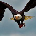 Haliaeetus leucocephalus - Weißkopfseeadler