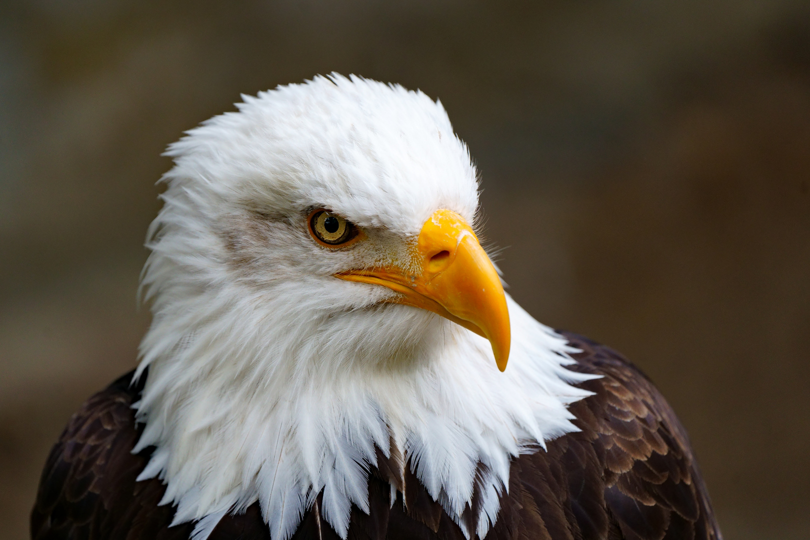 Haliaeetus leucocephalus - Weißkopfseeadler