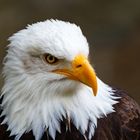 Haliaeetus leucocephalus - Weißkopfseeadler