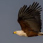 Haliaeetus vocifer