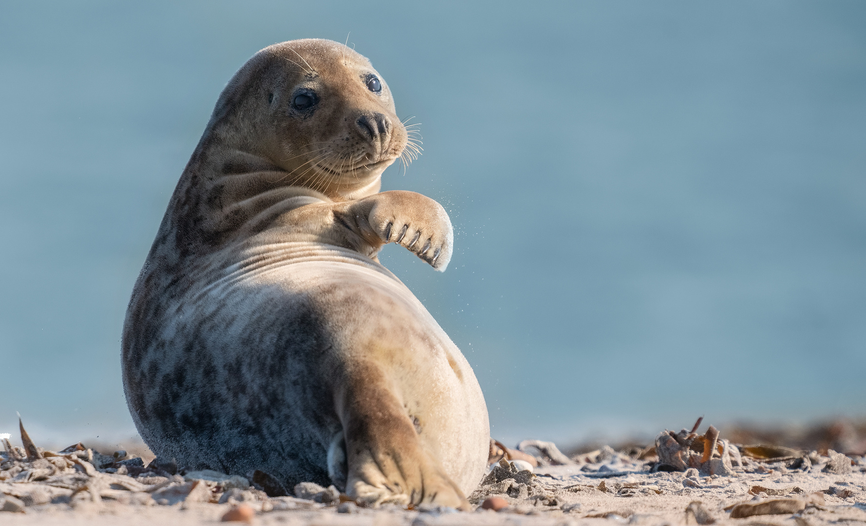 halicHoerusgrYpus