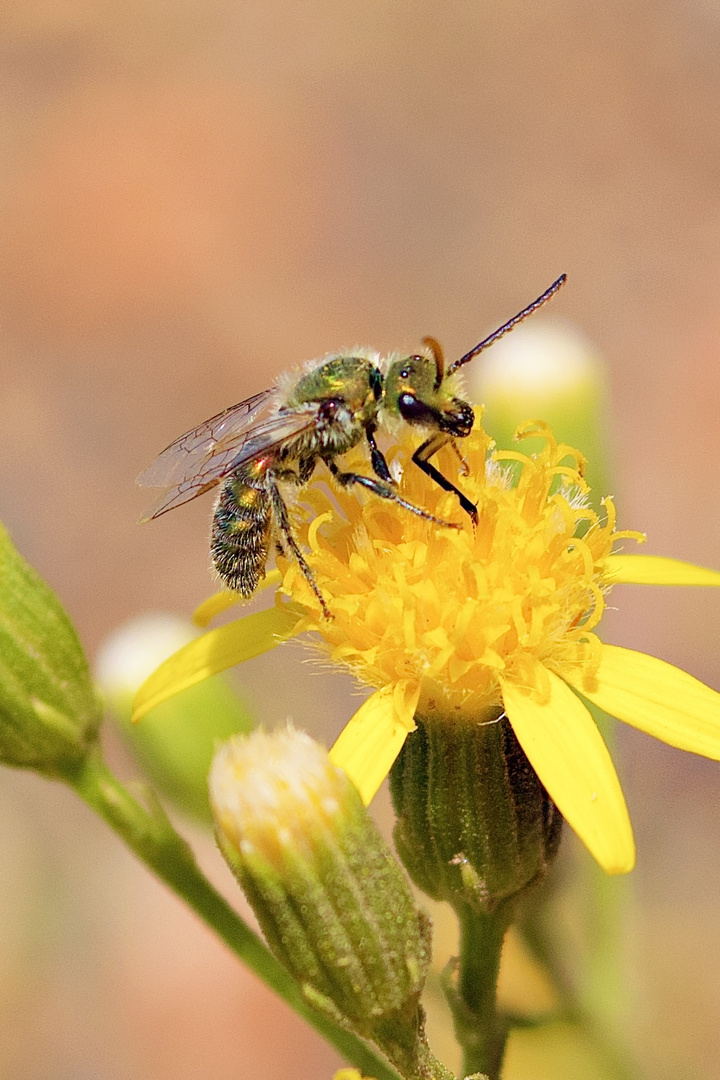 Halictidae Sweat Bee, Caenohalictus