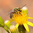 Halictidae Sweat Bee, Caenohalictus