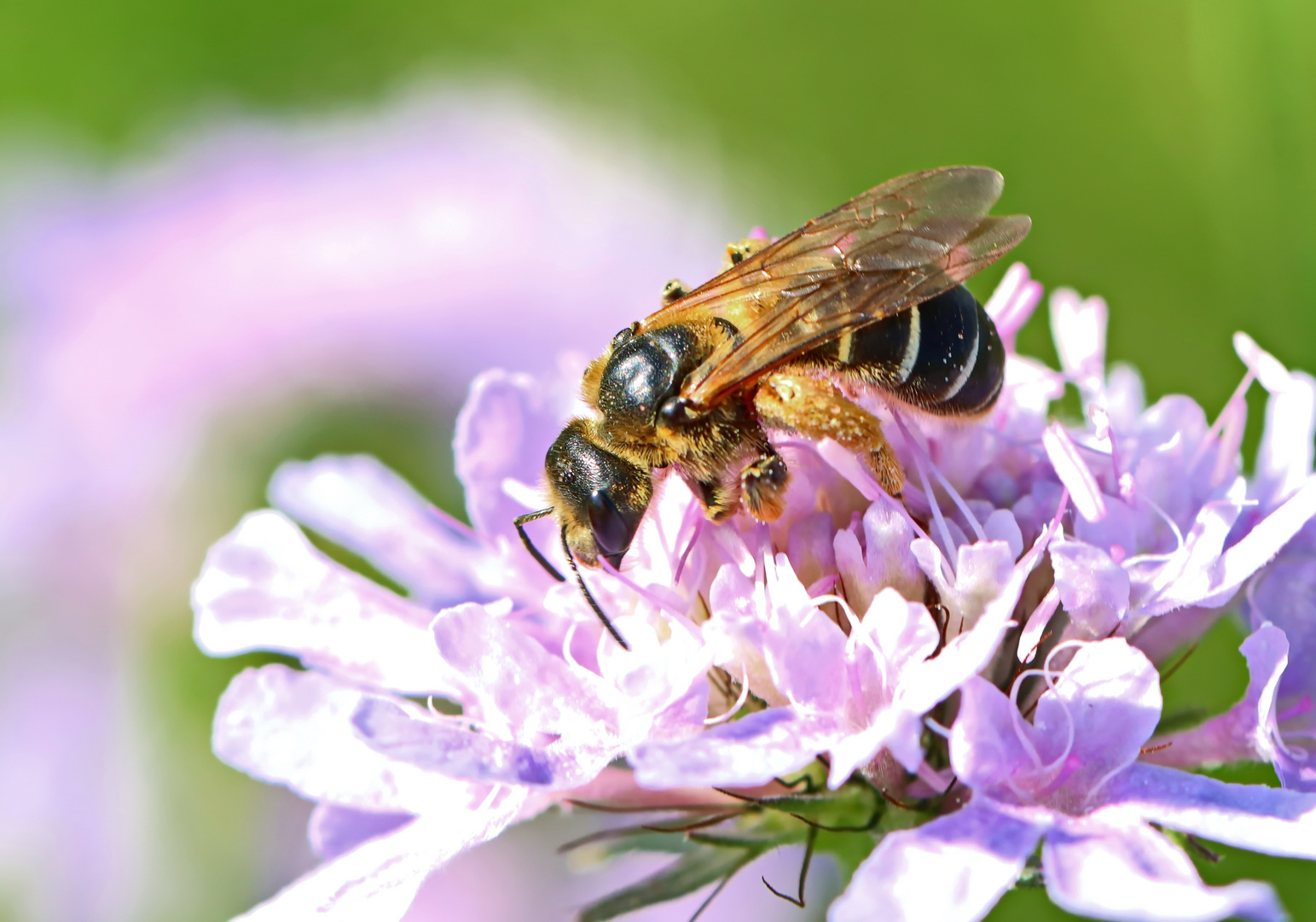 Halictus quadricinctus,Vierbindige Furchenbiene