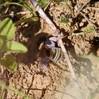 Halictus scabiosae + 1 Bild