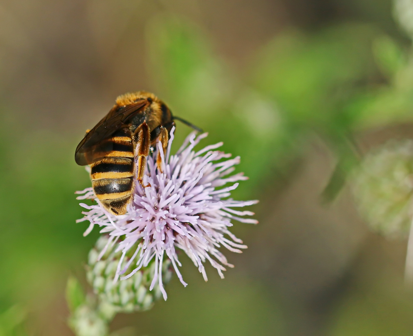 Halictus scabiosae