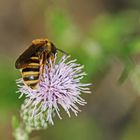 Halictus scabiosae