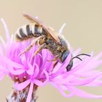 Halictus scabiosae