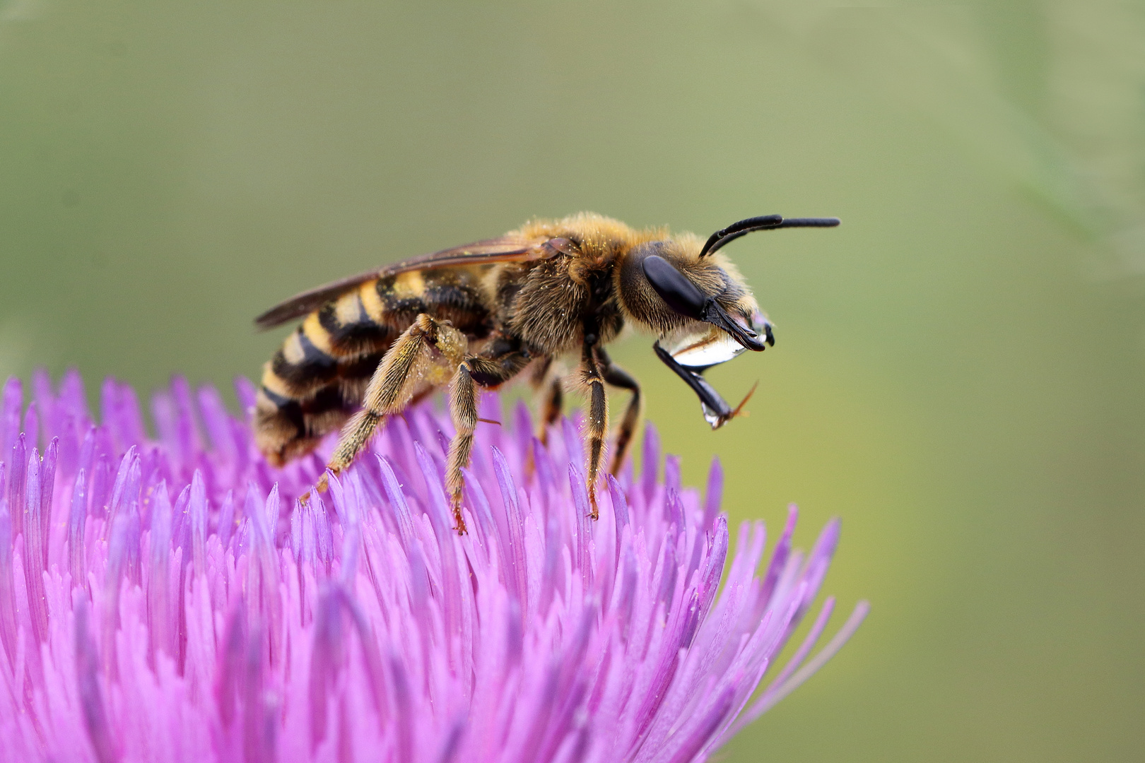 Halictus scabiosae