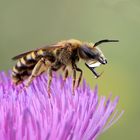 Halictus scabiosae