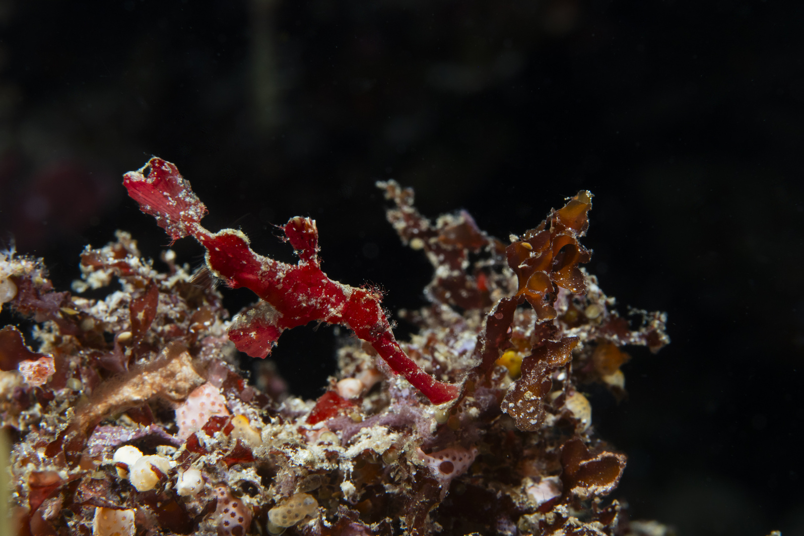 Halimeda Ghost Pipefish