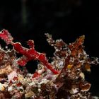 Halimeda Ghost Pipefish