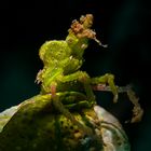 Halimeda-Spinnenkrabbe (ca. 15 mm)  auf einer Seescheide