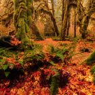 Hall of Mosses