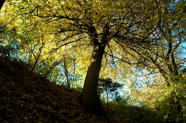 haller baum