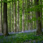 Hallerbos