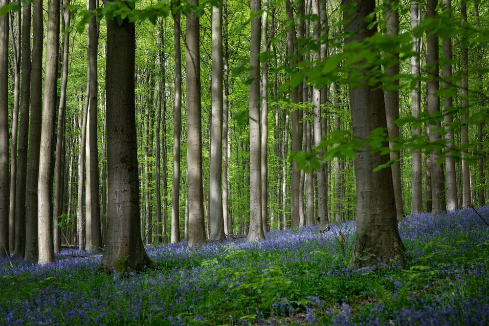 Hallerbos