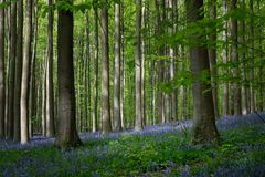 Hallerbos