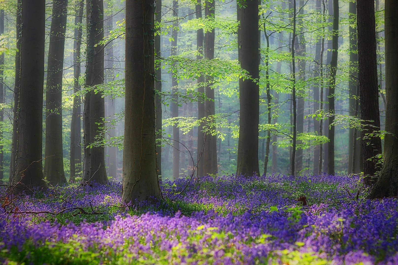 Hallerbos