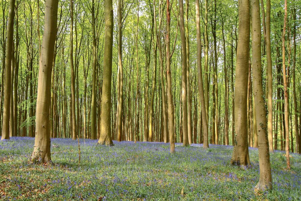 ~ Hallerbos ~