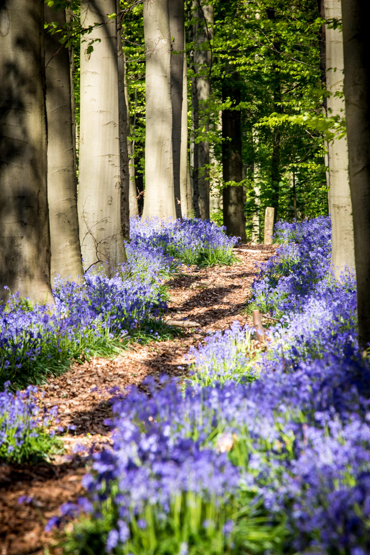 Hallerbos 