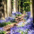 Hallerbos 