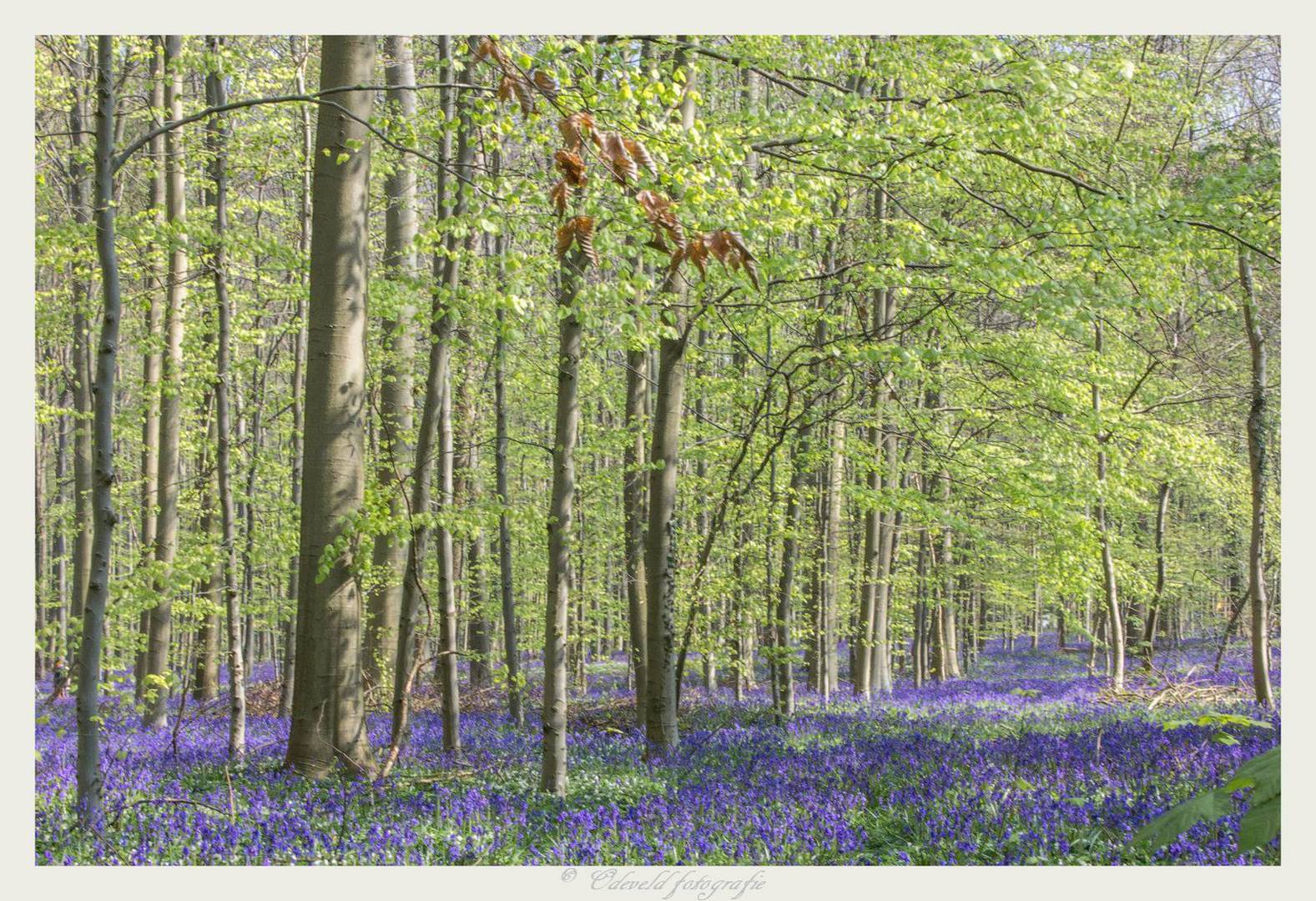 Hallerbos 2014.