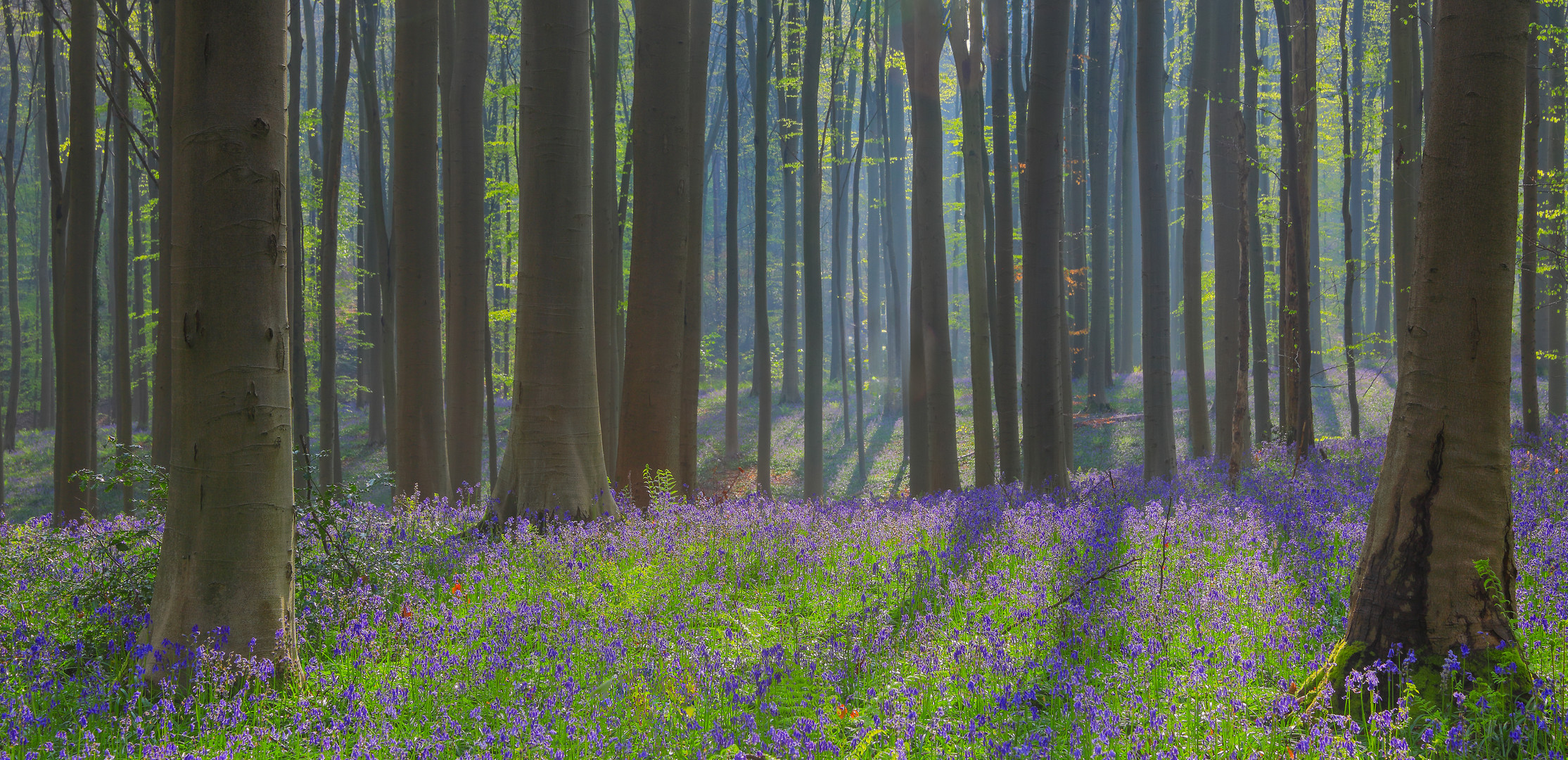 Hallerbos 2024