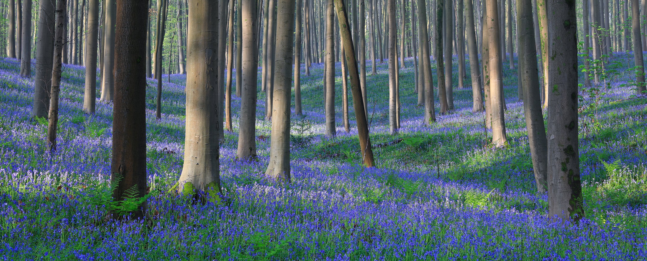 Hallerbos 2024