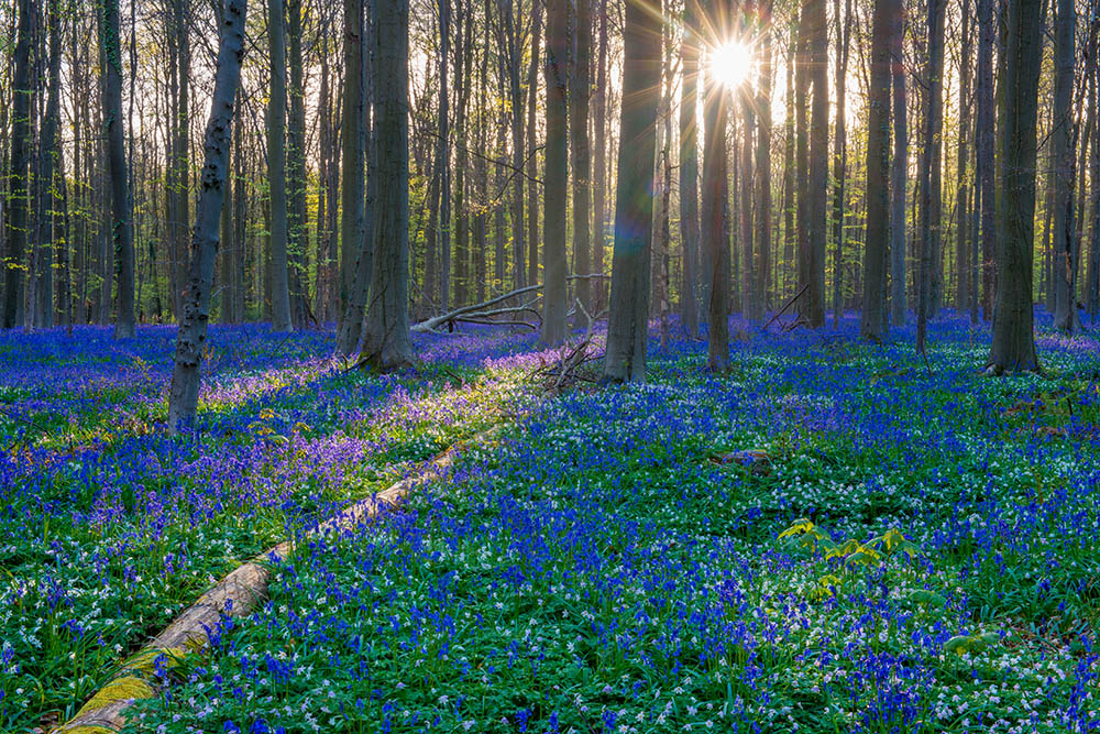 Hallerbos