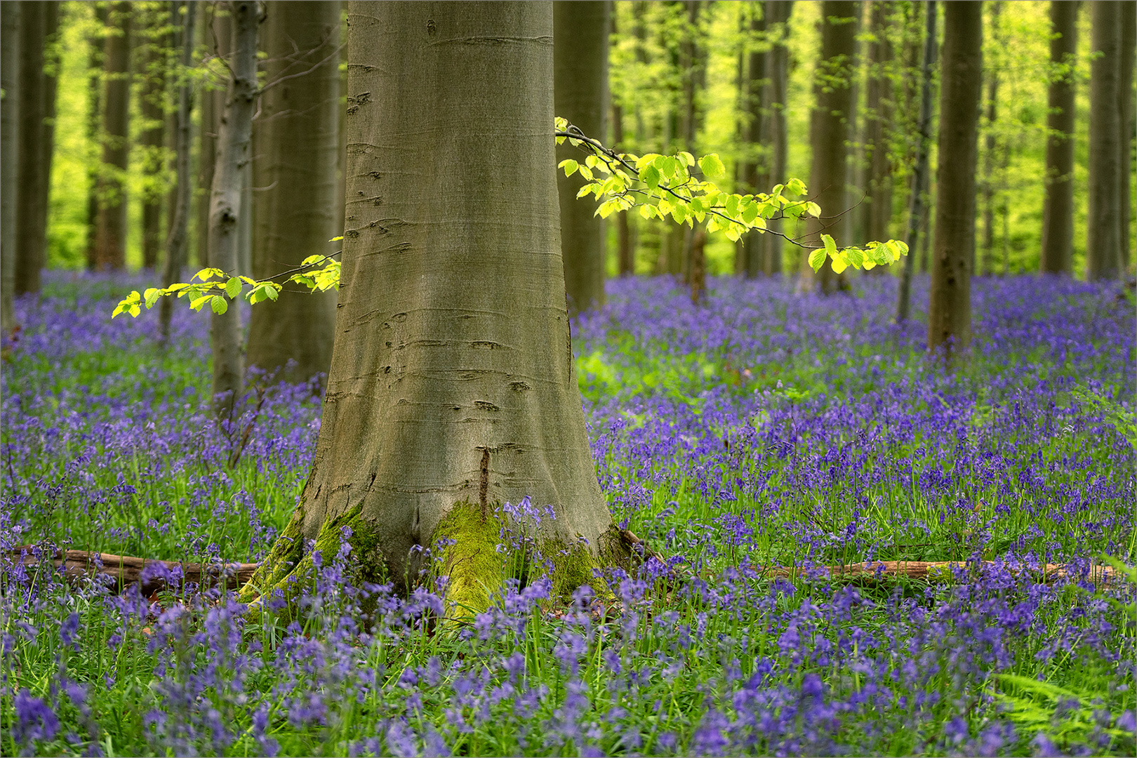 Hallerbos