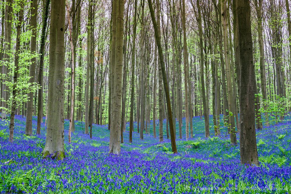 Hallerbos