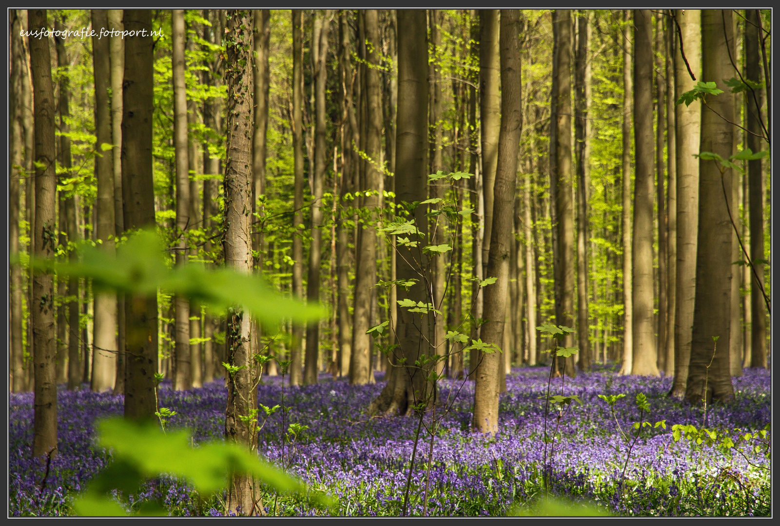 Hallerbos