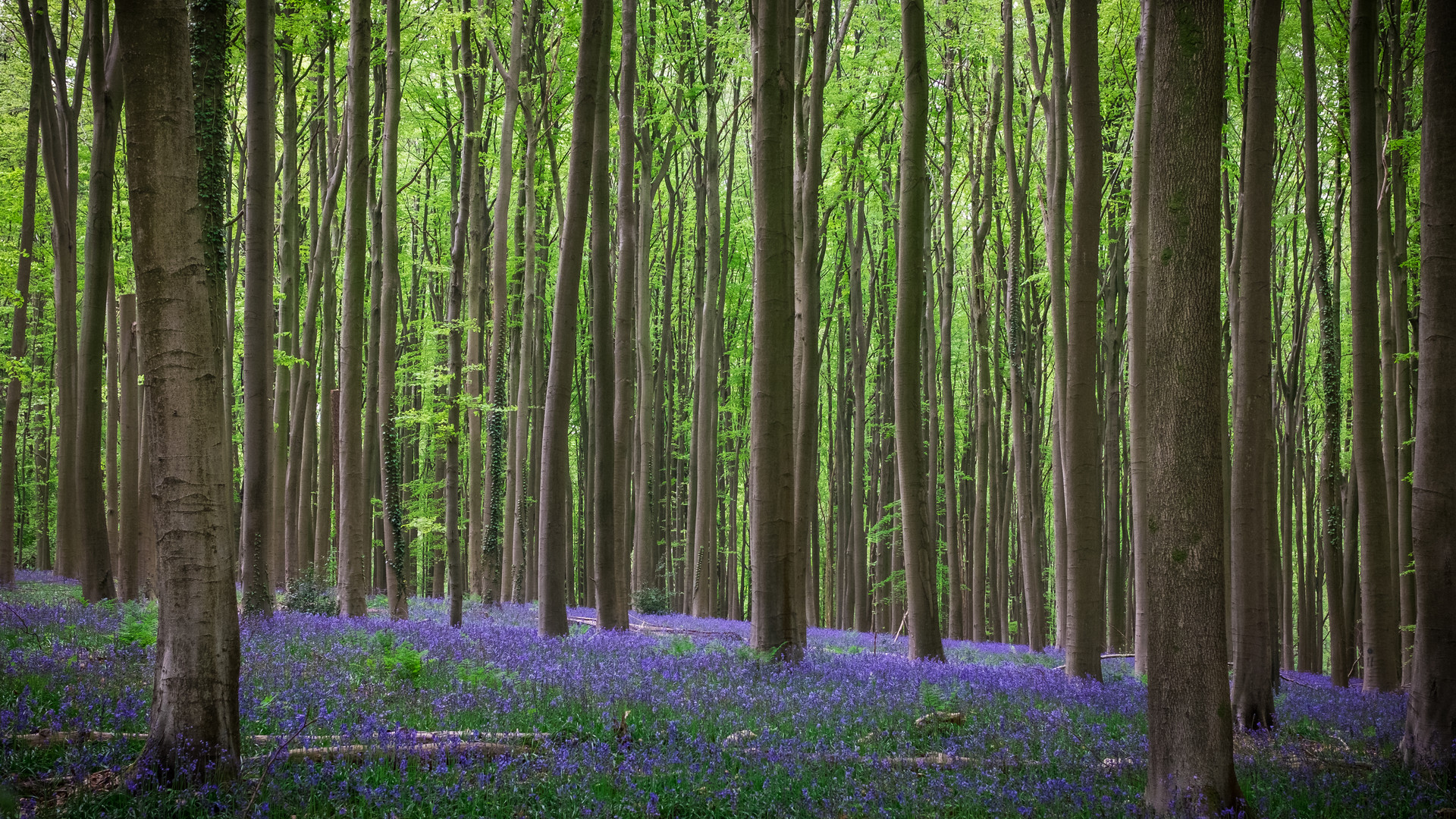  "Hallerbos"