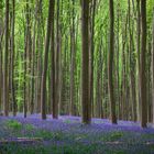  "Hallerbos"